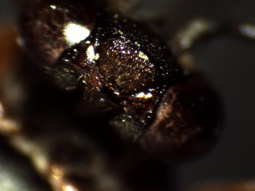 Epeolus sp.